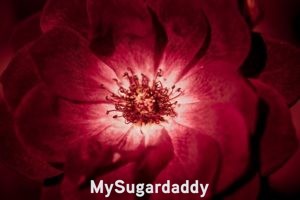 En la imagen se ve una flor roja. Nos muestra todo su esplendor y belleza interior.